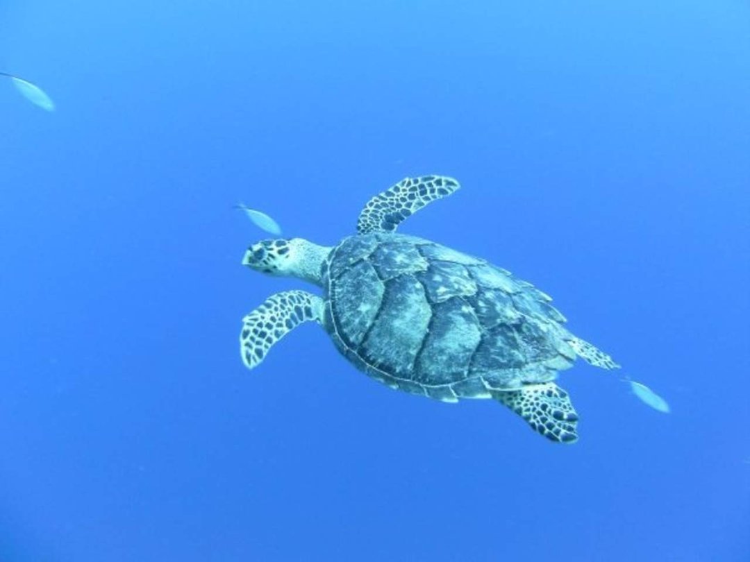 Marc Margolis' album, Scuba 2008