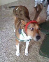 Sandy Steingard's album, Rudolf