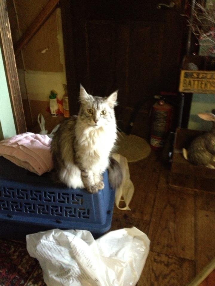 Deborah Halpin's album, iOS Photos