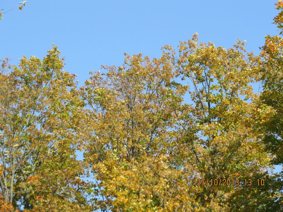 Mike Ivey's album, September 2013