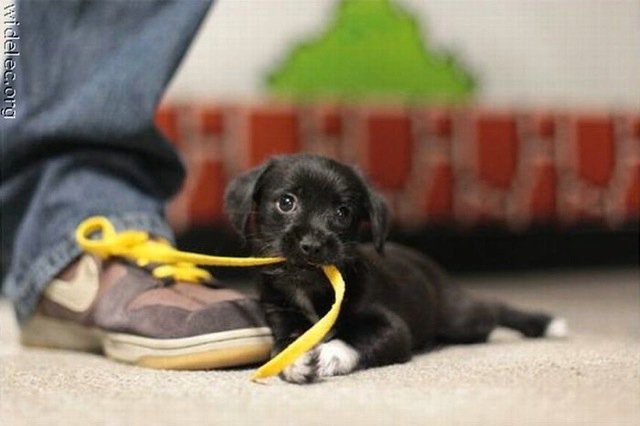 Michael Clarke's album, cutest puppies ever