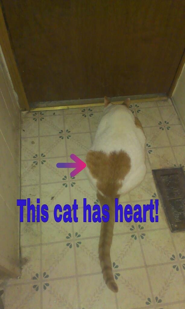 Debra Woerner's album, Picsin Android Photo Studio Photos
