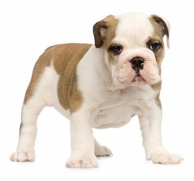 David Steath's album, Send Bulldog Puppies Photos