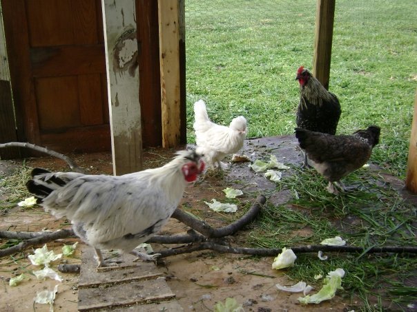 Jeff Varney's album, Chickens 11/2009