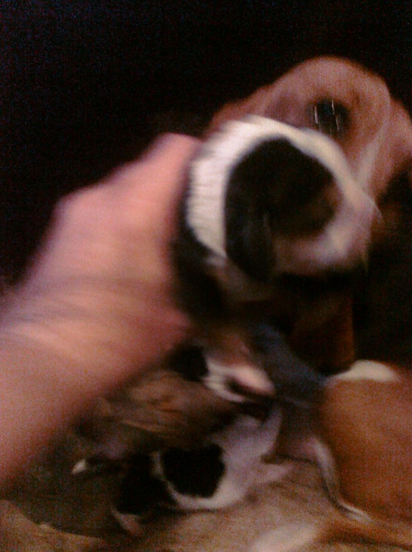 Patty Bates' album, Mobile Uploads