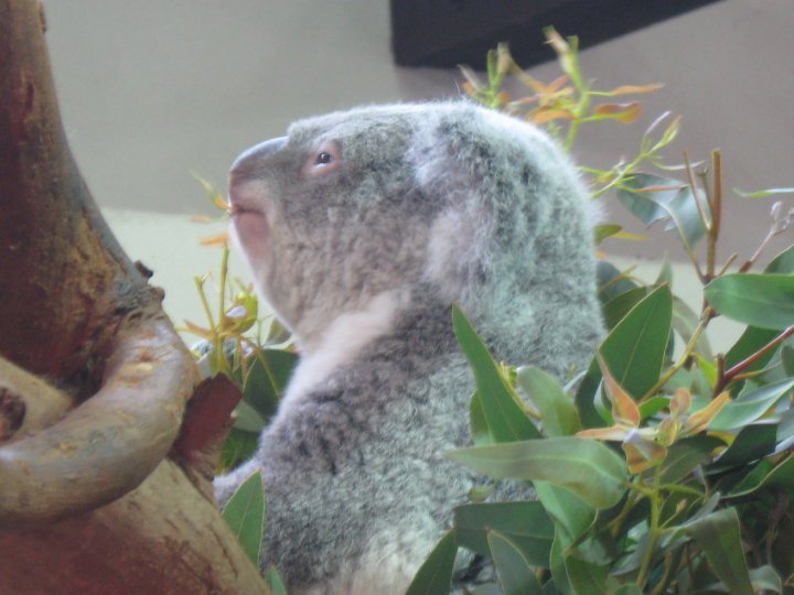Nancy Reyes' album, Spring Break- Riverbanks Zoo