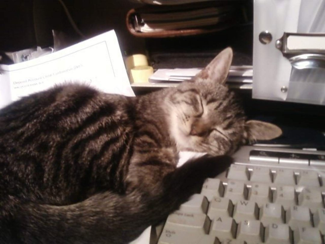 Sonya Self's album, Pets