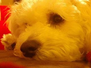 Barb Cano's album, Cover Photos