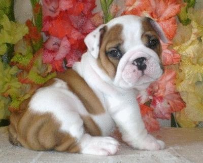 David Steath's album, Send Bulldog Puppies Photos