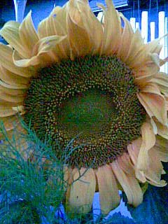 Susan Gibbons 's album, Mobile Uploads