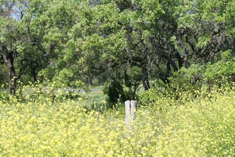 Pat Gordy's album, More Wildflowers