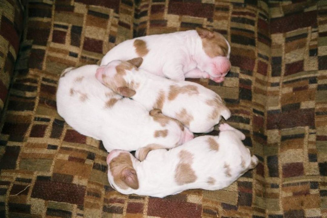 Brian Kuczynski's album, Litter 2011 (Set #2)