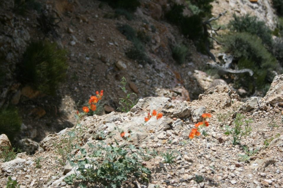 Florence Barron's album, Arizona Vacation 2012