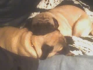 Jennifer Hawk's album, my dogs