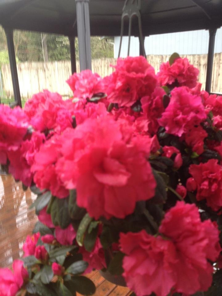 Dawn Smith's album, Cover Photos