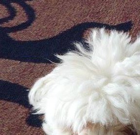 Sandy Jones' album, Profile Pictures