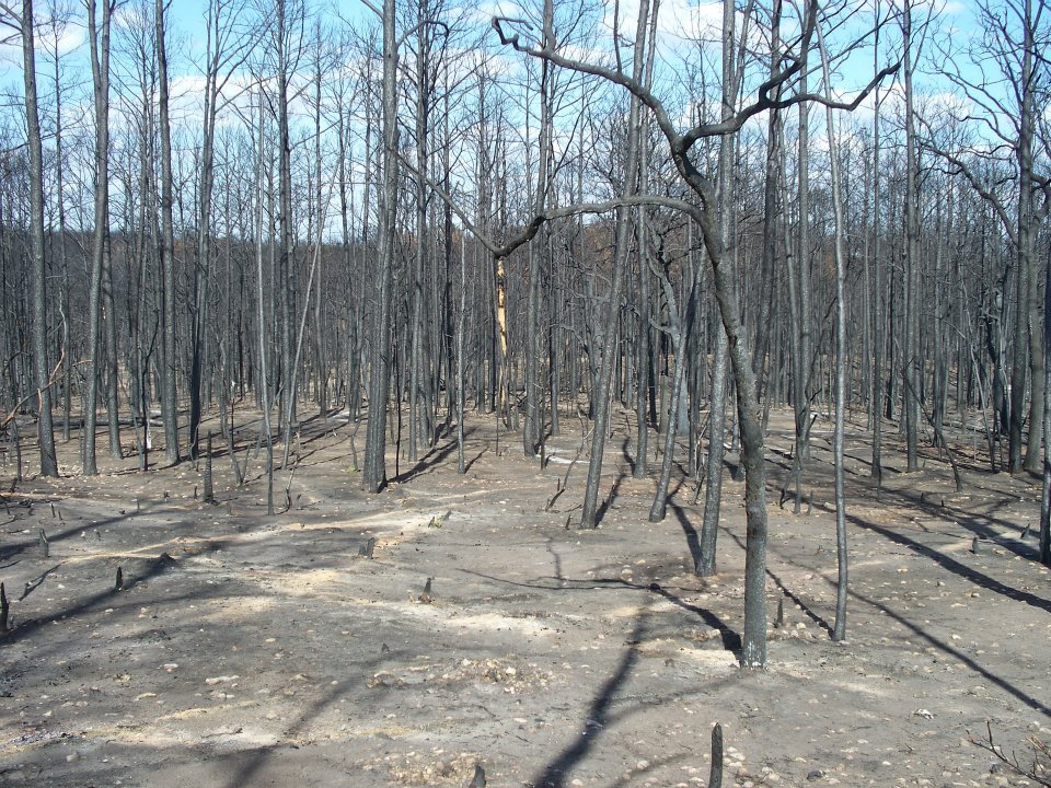 Al Brien's album, Bastrop Roadside Fire Damage