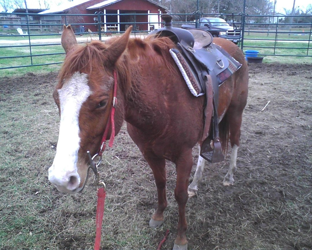 Cindy-Cynthia Hays' album, Cover Photos