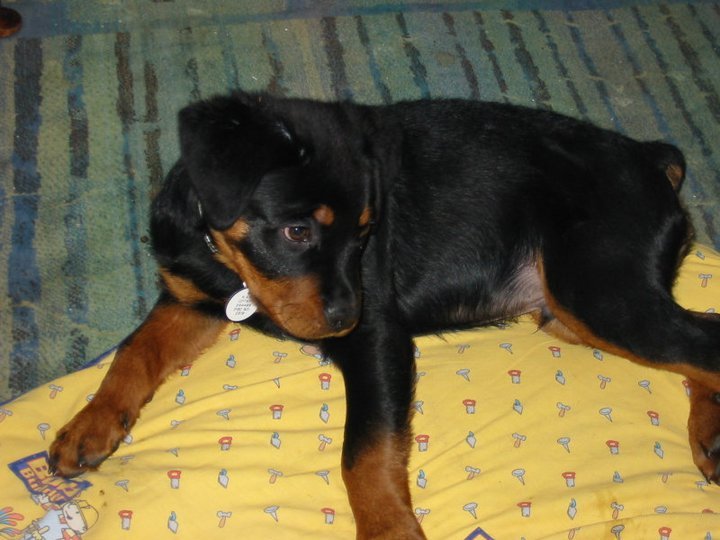 Barbara Maylor's album, Boo - Our Rescue Dog!