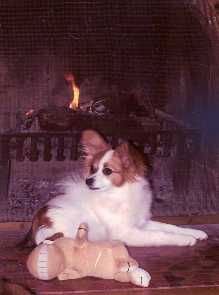 Michael Markey's album, The Dogs