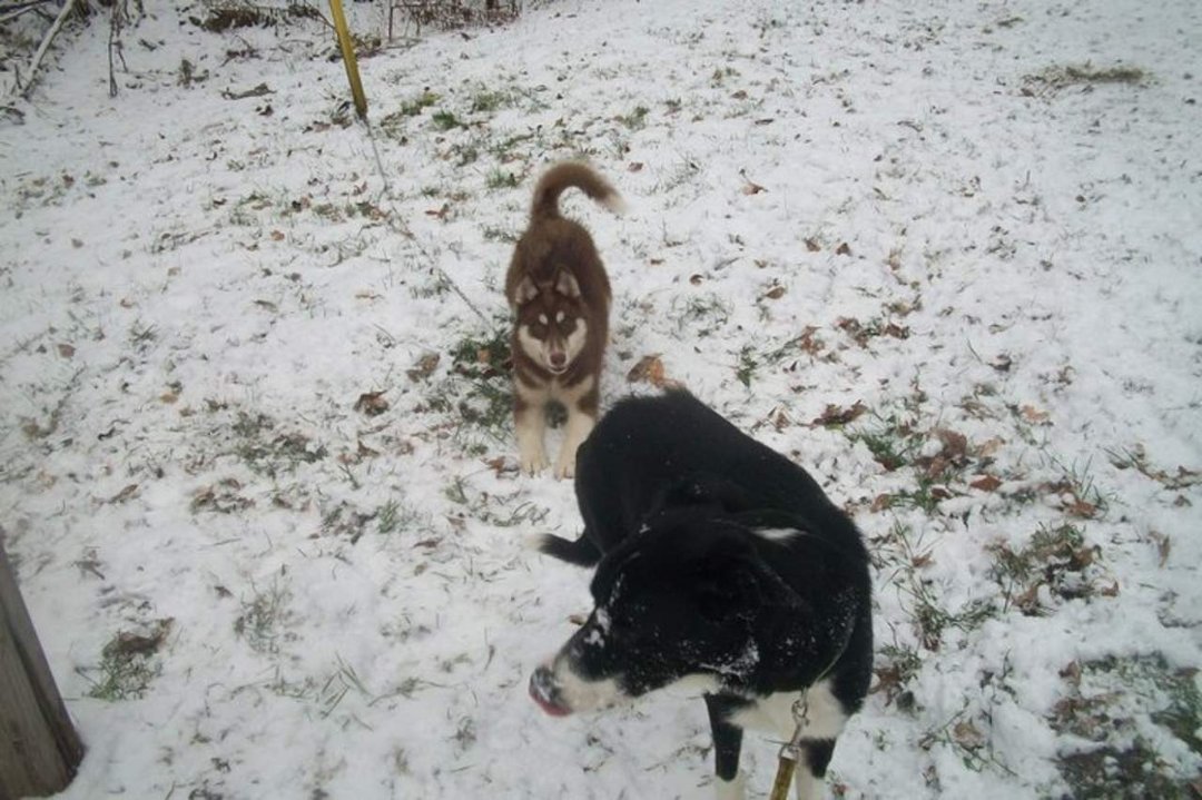 Gail Bates' album, Husky Puppy
