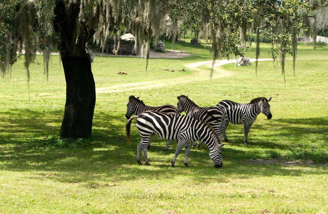Jon Cluff's album, Busch Gardens Safari