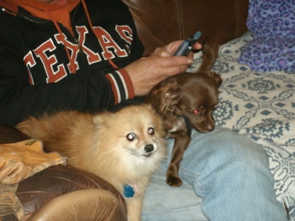 Lori Walden's album, my grandaughter dog.....