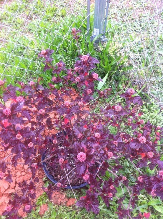 Debbie Bloodworth's album, iOS Photos