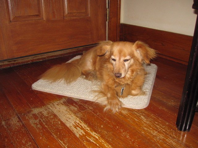 Nancy Kringle's album, Nancy's Pets