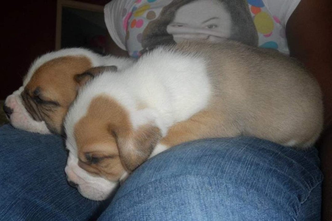 Wendall Galloway's album, Pitt Bull Puppies for sale $250 - Born June 12, 2012