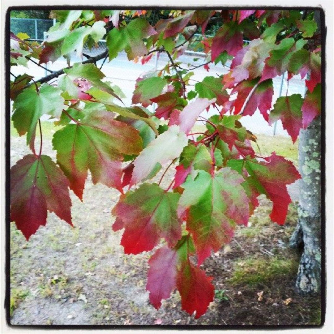 Andrea Caruso's album, Instagram Photos