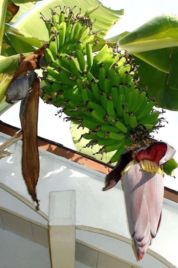 Eric Mandeson's album, Bunches of Bananas