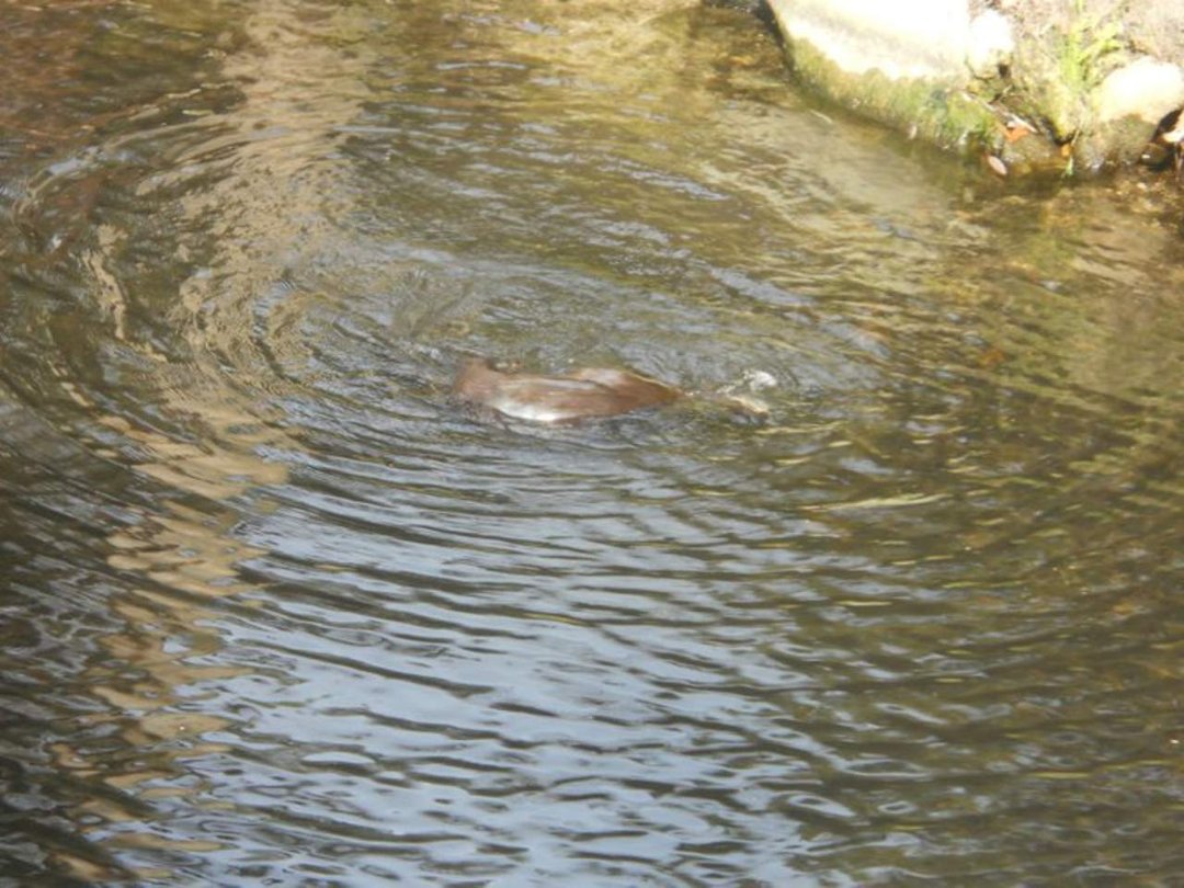 jerri burdo's album, visiting the manatees
