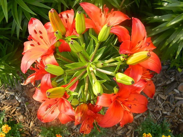 Timothy Philbee's album, vacation flora