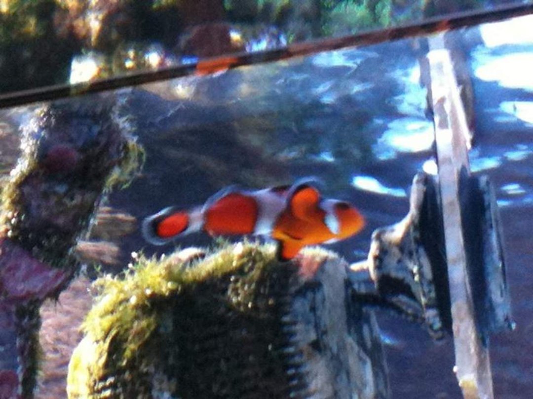 Phyllis Parker's album, Mobile Uploads