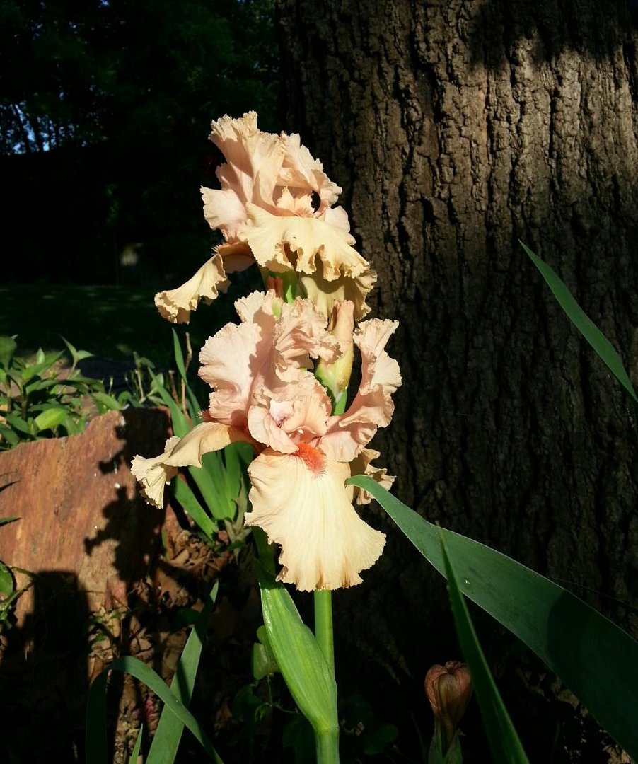 Whit Gentry's album, Mobile Uploads