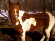 Maletta Baughman's album, our horse babies