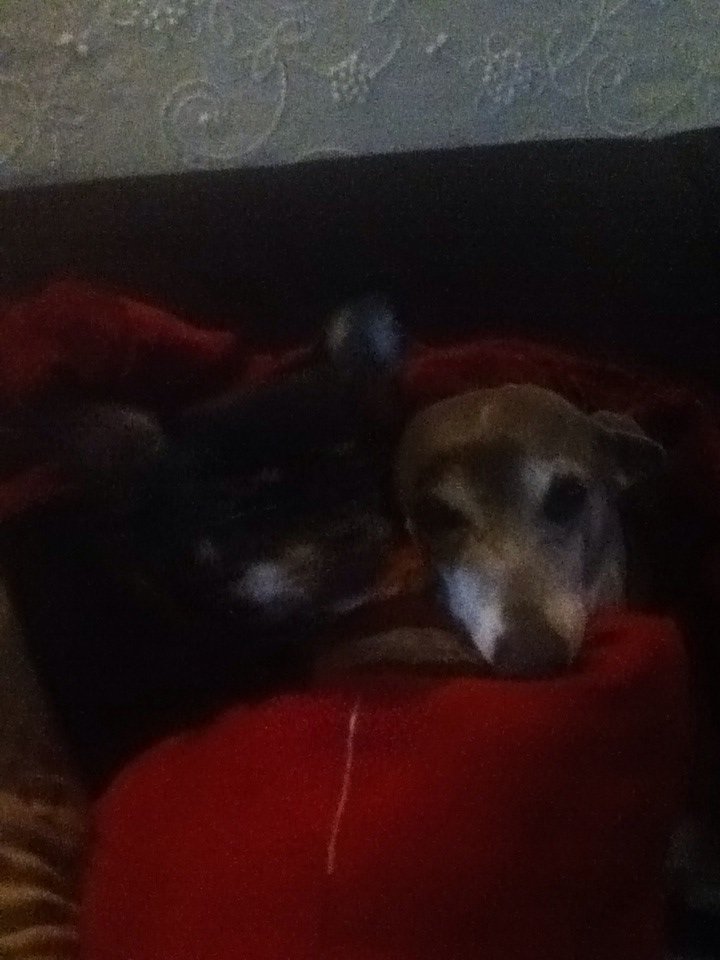 David Wallace's album, iOS Photos