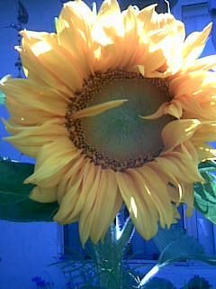 Susan Gibbons 's album, Mobile Uploads