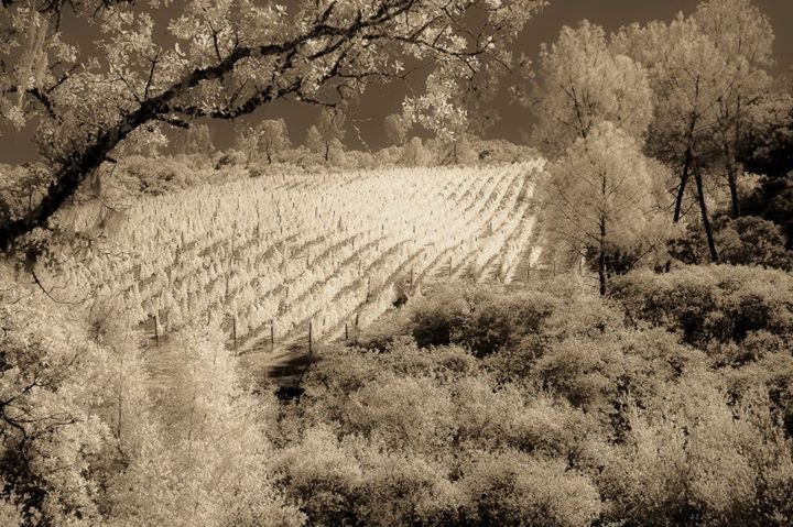 Pamela Frey's album, Untitled Album