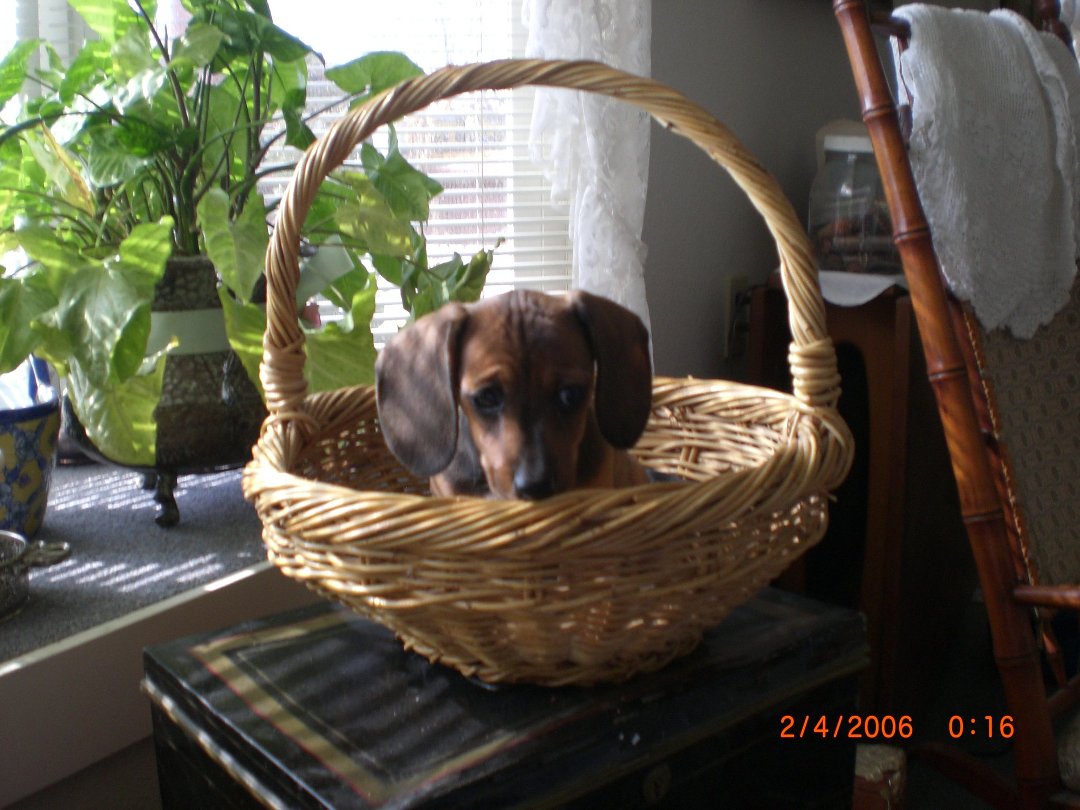 Pauline Try's album, Profile Pictures