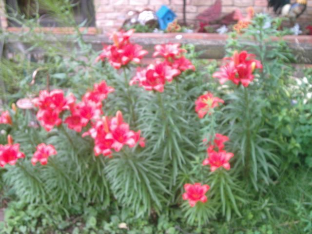 Joyce Pedersen's album, July 2011 garden