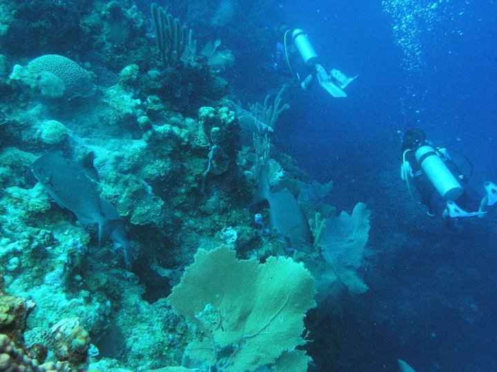 Garry Cardwell's album, Roatan Honduras 6-2010