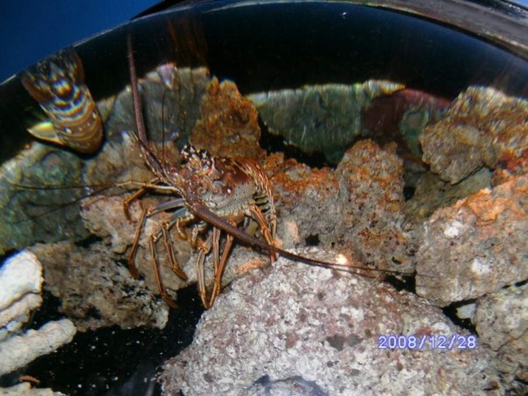 Kathy Teall's album, Georgia Aquarium