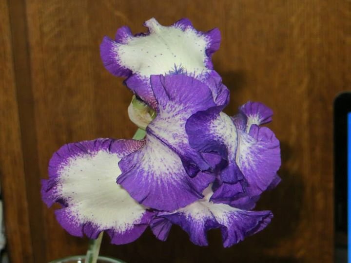 Tom Gard's album, pictures of flowers