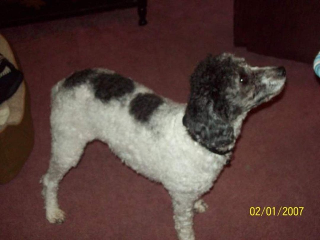 Joann Pisano/godleski's album, Cover Photos
