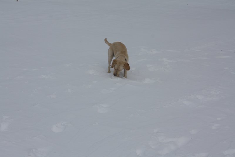 Paul Studiner's album, Snow Storm Feb 1st 2011