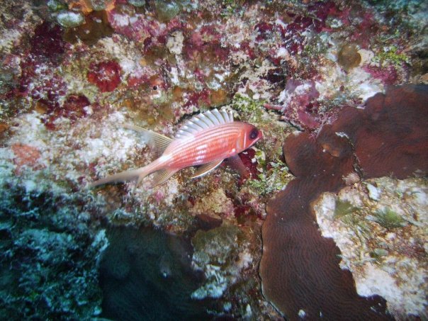 Tim Barker's album, Cozumel 4