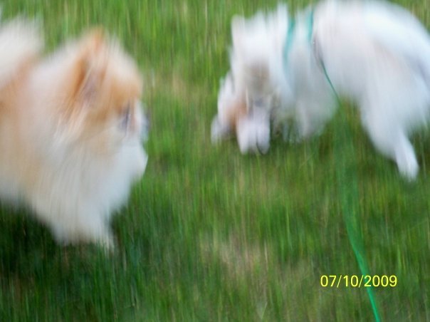 Ruth Masters' album, Pets