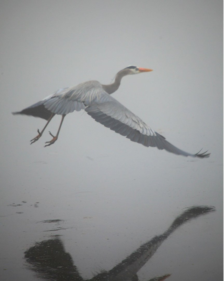 Mark Gorin's album, Great Blue Herons